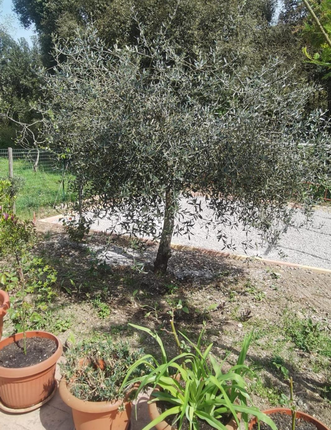Hotel Edelweiss Laino Borgo Εξωτερικό φωτογραφία